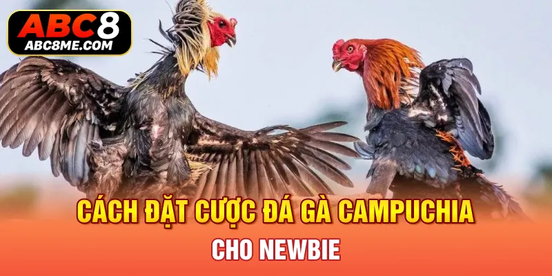 Đá Gà Campuchia ABC8 Và Những Thông Tin Mới Nhất Cần Biết Cách đặt cược đá gà Campuchia cho newbie