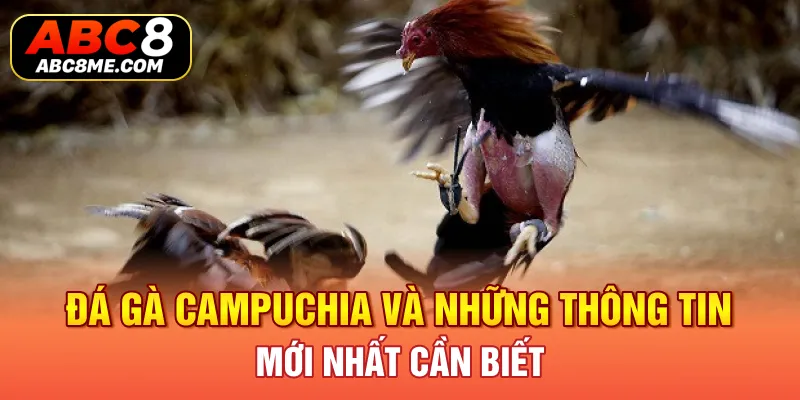 Đá Gà Campuchia ABC8 Và Những Thông Tin Mới Nhất Cần Biết Đá Gà Campuchia Và Những Thông Tin Mới Nhất Cần Biết